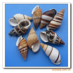 【陆贝】天然海螺贝壳 家具小装饰 挂件 摆件