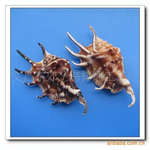 【小蜘蛛螺】装饰贝壳摆件 天然贝壳海螺