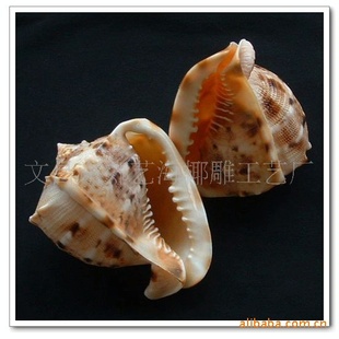 【小唐冠螺】海南四大名螺 天然海螺贝壳