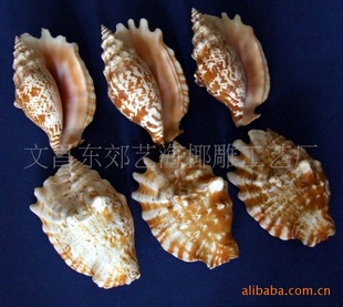 供应天然海螺贝壳原料/紫袖凤凰螺