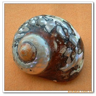 【南非蝾螺】家具装饰 天然海螺贝壳摆件 贝壳收藏