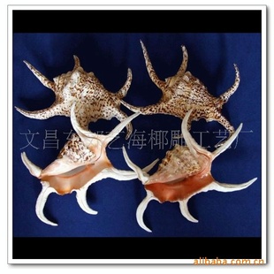 【水字螺】天然海螺贝壳 家具小装饰 挂件 摆件