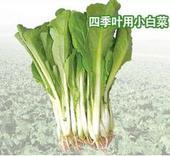 深圳送菜公司--供应小白菜