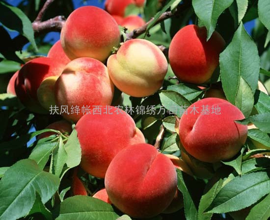 桃树苗品种