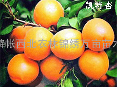 杏树苗种植