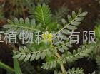 西安小草科技供应 刺蒺藜皂甙