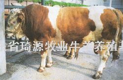 中国肉牛养殖网---山东肉牛价格行情--养肉牛