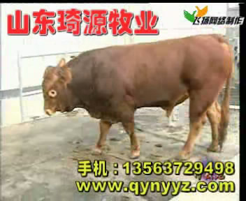湖北荆门有没有养殖肉牛的--荆门养殖肉牛的利润怎么样