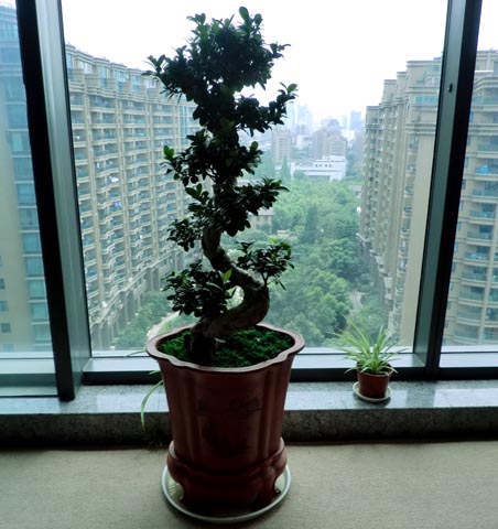 杭州办公楼绿植租摆，室内植物租赁公司