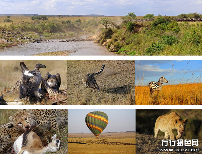 肯尼亚动物大迁徙摄影团报名中 8月行行摄色奉献
