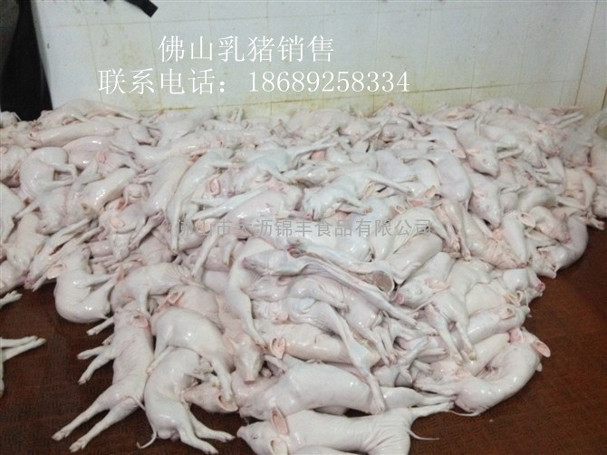 越南乳猪销售