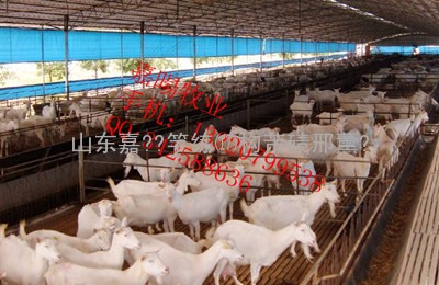 江苏盐城养殖场嘉暘牧业供应白山羊波尔山羊小尾寒羊