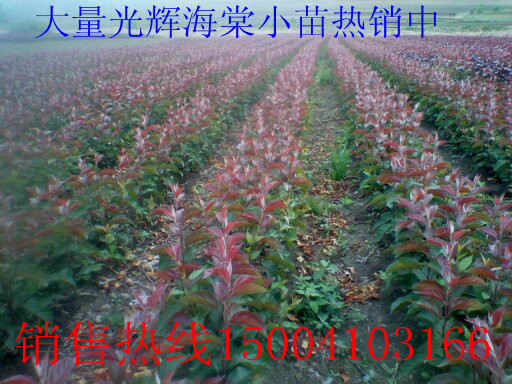 红叶海棠苗