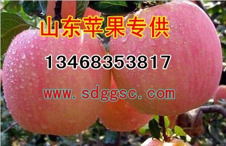 中国苹果之乡—嘎啦/红富士/红星/黄金帅/苹果产地/苹果基地