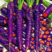 紫胡萝卜种子