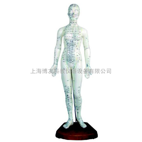 【上海博友】高48cm人体针灸模型(女性)