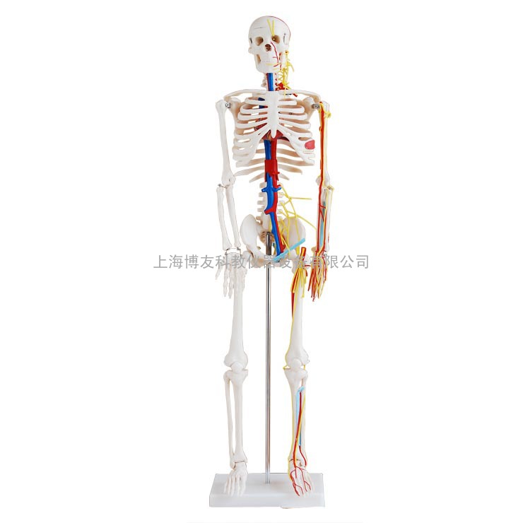 85cm全身骨架模型,人体骨骼带心脏与血管模型