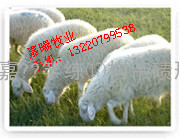 内蒙古养殖场出售育肥小尾寒羊、波尔山羊羔羊