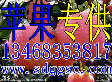 山东红富士苹果|山东嘎啦苹果|山东红星苹果|美八苹果|苹果种植基地