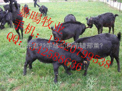2012年黑山羊养殖_重庆黑山羊价格