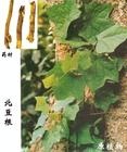 山豆根提取物