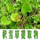 厂家供应积雪草提取物10%-80%