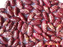 批发紫花芸豆、白腰豆、红腰豆