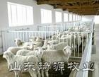 供应小尾寒羊提供小尾寒羊养殖技术