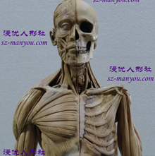 包邮二代GK仿真PU版60cm艺用人体模型肌肉解剖手办可脱美术医用CG