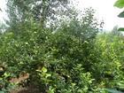 供应大苹果树，15公分苹果树