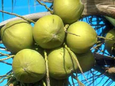 菲律宾原装进口精炼椰子油