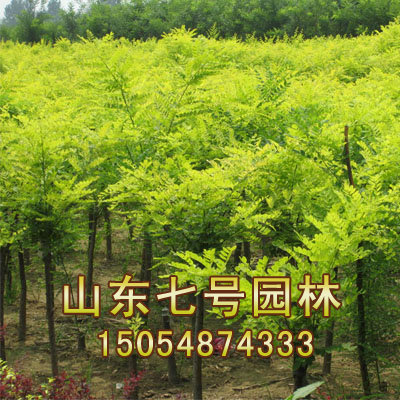 七号园林供应高成活率的金叶槐
