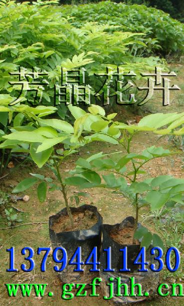 海南黄花梨苗 黄花梨价值 黄花梨种植 海南黄花梨种子