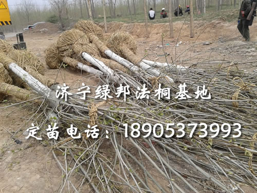 法桐5一10公分价格/怎么种植法桐/梧桐树值多少钱/济宁绿邦法桐基地20121010LT