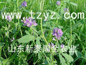 南方型紫花苜蓿种子【南方种什么牧草】牧草种子