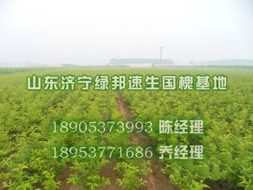 法桐与速生法桐有何区别，2012白蜡树苗价格，山东济宁法桐，1公分国槐苗价格-山东济宁绿邦苗木基地2