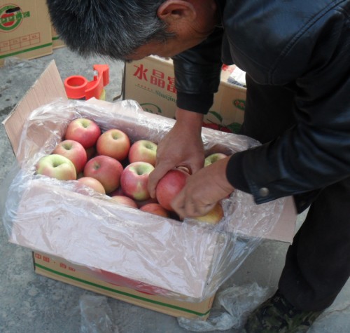 批发山西红富士苹果，膜袋红富士苹果（规格65-90）
