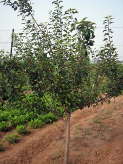专业供应3、4、5公分苹果树，6、7、8公分苹果树，占地苹果树价格