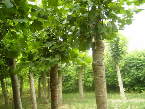 1公分速生白蜡苗价格-法国梧桐树为什么被称为落叶乔木-1公分国槐价格-十公分的法桐多少钱今年-绿邦法
