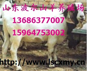 山东省梁山县畜牧局牛羊养殖调拨热线13686377007