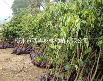 120-150厘米高柳州观赏油用型大果红花油茶苗