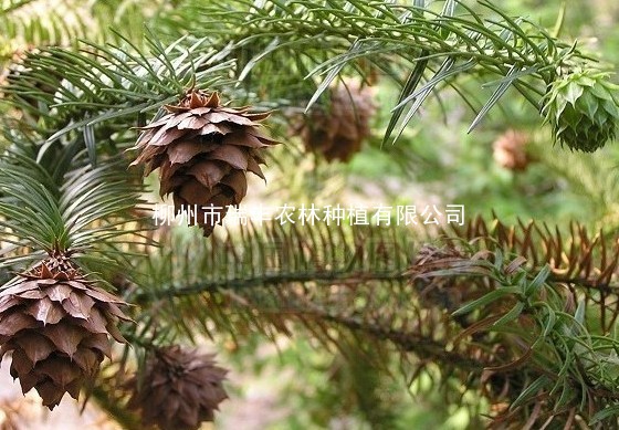 出售广西柳州林区30年杉木大树结的优质杉木种子