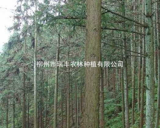 出售广西柳州林区30年大杉树结的优质杉树种子