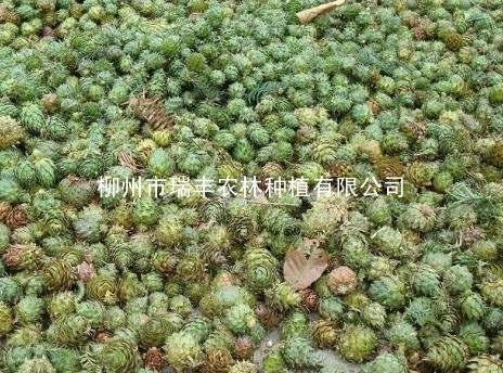 今年广西柳州林区自采自晒的优质杉树种子