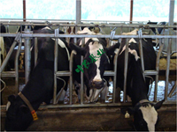 养牛设备粪污处理设备，饮水器设备，牛体刷，犊牛饲喂设备专卖