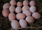 大量供应皖南土鸡蛋 自然山林放养 缘之康EM菌技术放养绿色健康