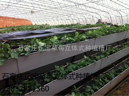 亚洲地区最大的国际草莓种植园都在使用正定草莓立体式种植槽
