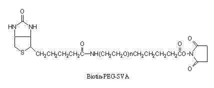 BIOTIN-PEG-SVA 生物素-聚乙二醇-琥珀酰亚胺戊酸酯