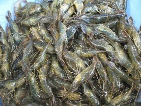 太湖河虾