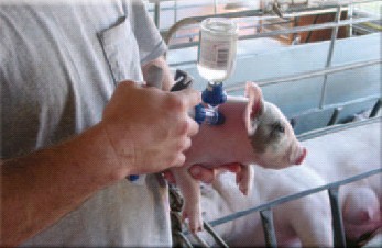 进口原装可调节装瓶式 动物免疫用注射疫苗 连续注射器